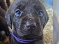 Labrador Welpen
