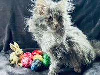 Forest Ghost Rockabilly