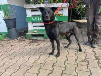 Tabata, Mischling, geb. 2023, lernbegieriger Rüde, der Sicherheit sucht