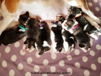 Beaglewelpen tri. Rr. mit Erstausstattung