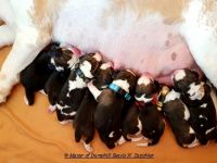 Beaglewelpen tri. Rr. mit Erstaustattung