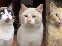 Athos, Portos und Aramis suchen gemeinsam ihr Für-immer-Zuhause (Wohnungskatzen)