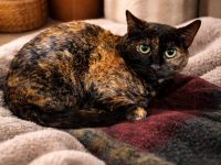 Marleen sucht ihr Für-immer-Zuhause (Wohnungskatze, mit viel Herz)