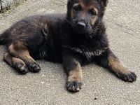 Reinrassige Schäferhundwelpen stammen aus 100% DDR Linien