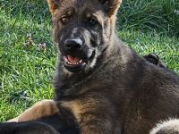 Reinrassige Schäferhundwelpen stammen aus 100% DDR Linien