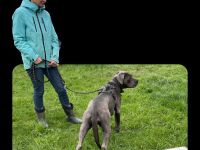 Hundeverhaltensberatung und -Therapie in der Region Esslingen, Göppingen und Kirchheim unter Teck