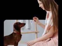 Kinderkurs mit Hund in deiner Nähe – Spiel, Spaß & sicherer Umgang