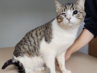 Rizzy, blind und sehr verschmust, wünscht sich eine liebe Familie