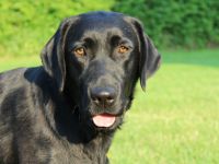 Wurfankündigung Labradorwelpen in schwarz und gelb, mit Ahnentafel, liebevolle Hausaufzucht