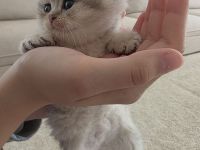 Wunderschöne Kätzchen