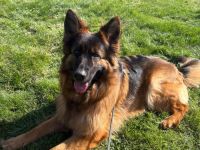 Deutsche Schäferhunde vom Jatznicker Land