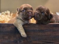 Traumhafte Französische Bulldoggen Welpen in Sonderfarben