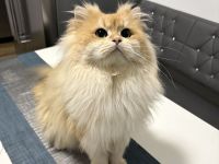 Deckkater mit Stammbaum