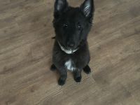 Belgischer Schäferhund