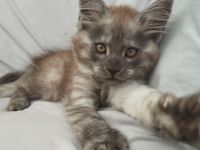 Maine Coon Kitten mit Stammbaum von Whisker Oase