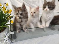 Maine Coon Kitten mit Stammbaum von Whisker Oase