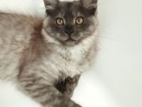 Kitten mit Stammbaum Reinrassige Maine Coon von Whisker Oase