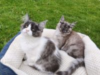 Kitten mit Stammbaum Reinrassige Maine Coon von Whisker Oase