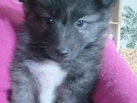 Zwergspitz- Shelti- Welpen - nur noch ein Rüde