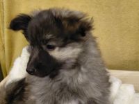 Zwergspitz- Shelti- Welpen