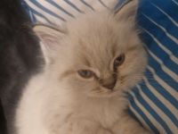 Maine coon mix Perser kitten
