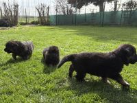 Deutsche Reinrassige Schäferhund Welpen mit geradem Rücken