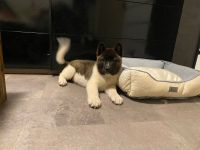 American Akita Welpen aus Familienwurf – letzter Rüde (15 Wochen) sucht sein Zuhause 🐾