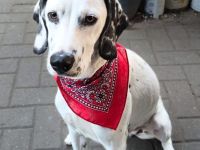 Emmi in 23996 Dalliendorf sucht ihr Für-immer-Zuhause