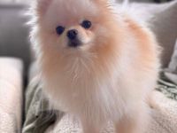 Bijou in 55776 Reichenbach sucht sein Für-immer-Zuhause