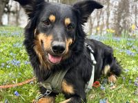 Schnuffi in 34119 Kassel sucht sein Für-immer-Zuhause