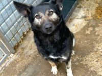 Isra sucht ihr Für-immer-Zuhause