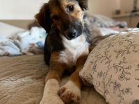 Lucky möchte sein Herz verschenken...