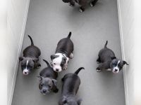 Für immer Zuhause gesucht