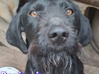 Benjamin, 04/24 - wunderschöner Schnauzer Mix sucht Familie