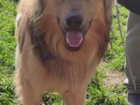 Bobbie, 08/23 - lebensfroher Kämpfer sucht Familie