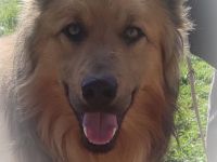 Bobbie, 08/23 - lebensfroher Kämpfer sucht Familie