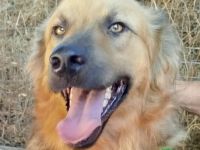 Bobbie, 08/23 - lebensfroher Kämpfer sucht Familie