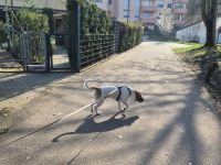 Charlie sucht ein neues Zuhause