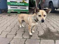 Wooki, kl. Mischling, geb.2023, will die Welt entdecken