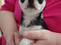 Chihuahua Welpe kurzhaar Mini in Husky Färbung NICHT FÜR DIE ZUCHT