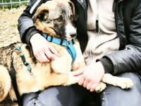 Anouk sucht sein Für-immer-Zuhause