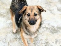 Tilly sucht ihr Für-immer-Zuhause