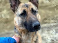 Briska sucht ihr Für-immer-Zuhause