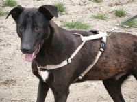 Dunncan sucht sein Für-immer-Zuhause