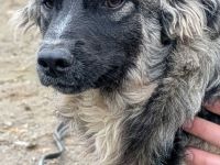 Franzl sucht sein Für-immer-Zuhause