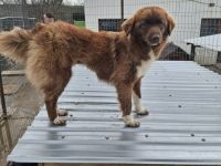 Zimt sucht ihr Für-immer-Zuhaus