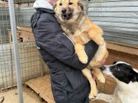 Faye sucht ihr Für-immer-Zuhause