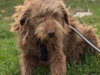 Cleo sucht ihr Für-immer-Zuhause