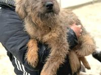 Smoky sucht ihr Für-immer-Zuhause