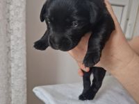 Wunderschöne Labrador Welpen